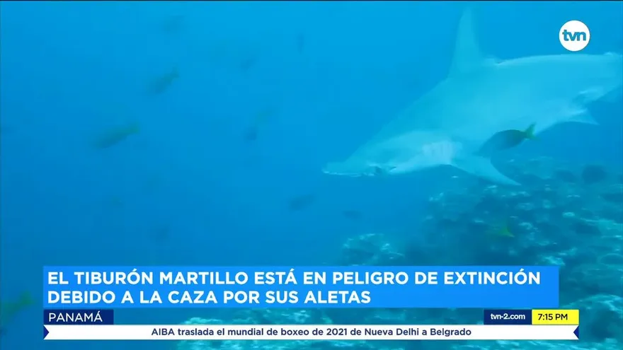 Investigan la pesca de tiburón martillo  en la playa Farallón