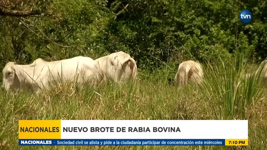 Nuevo brote de rabia bovina en Veraguas
