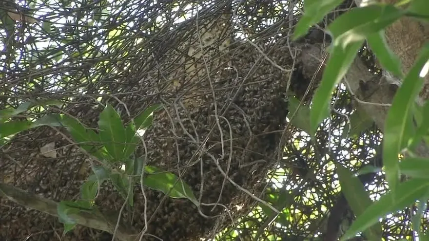 Comunidad en San Miguelito, atemorizada por abejas africanizadas