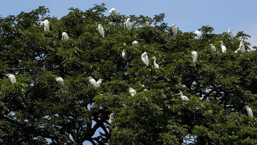 Foto ilustrativa de aves en Guanacaste, Costa Rica