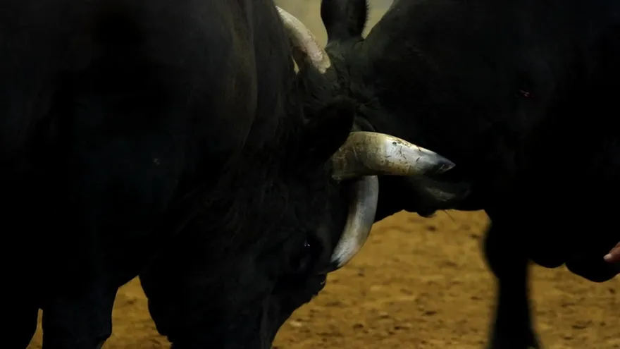 Corridas de toros sin toreros