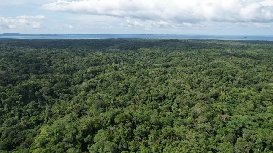 Restauración forestal en bosques panameños