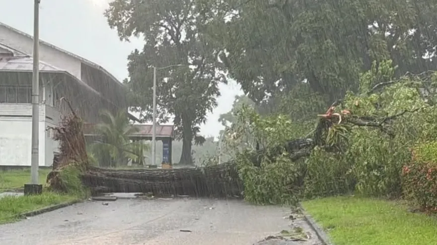 Los fuertes vientos y la lluvia dejaron varios árboles caídos en diferentes provincias del país