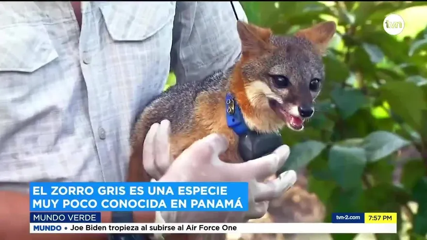 Mundo Verde: El Zorro Gris