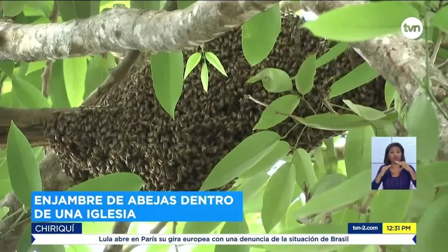 Continúan atenciones por presencia de enjambres de abejas africanizadas en Chiriquí