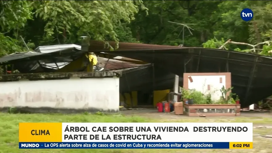 Fuertes vientos provocan caída de árbol en vivienda