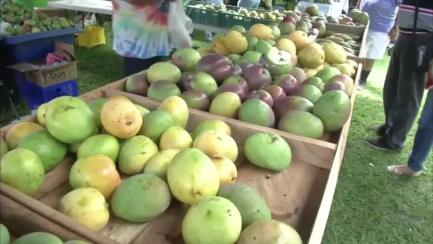 Quinto Festival del Mango en Rio Hato