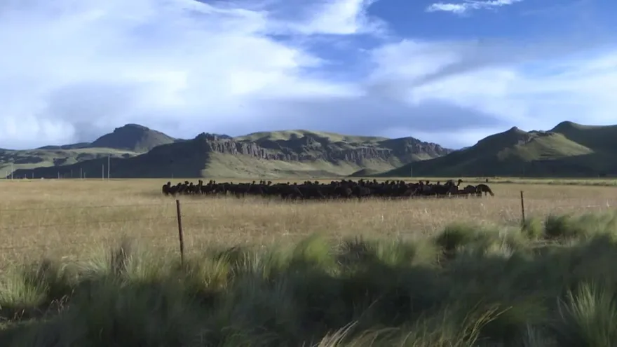 Las apacibles alpacas andinas, punta de lanza del negocio textil peruano