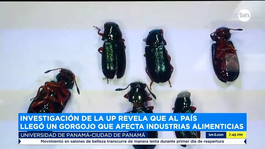 Polémica entre Aupsa y la UP por investigación sobre gorgojo