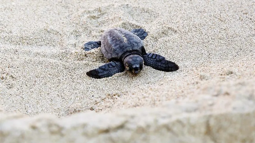 En la imagen, un tortuga boba, especie clasificada "en peligro" por la Unión Internacional para la Conservación de la Naturaleza (IUCN, en inglés), mide entre 2,4 y 3,5 pies (74-107,5 centímetros) y puede pesar entre 70,2-186,8 kilogramos.