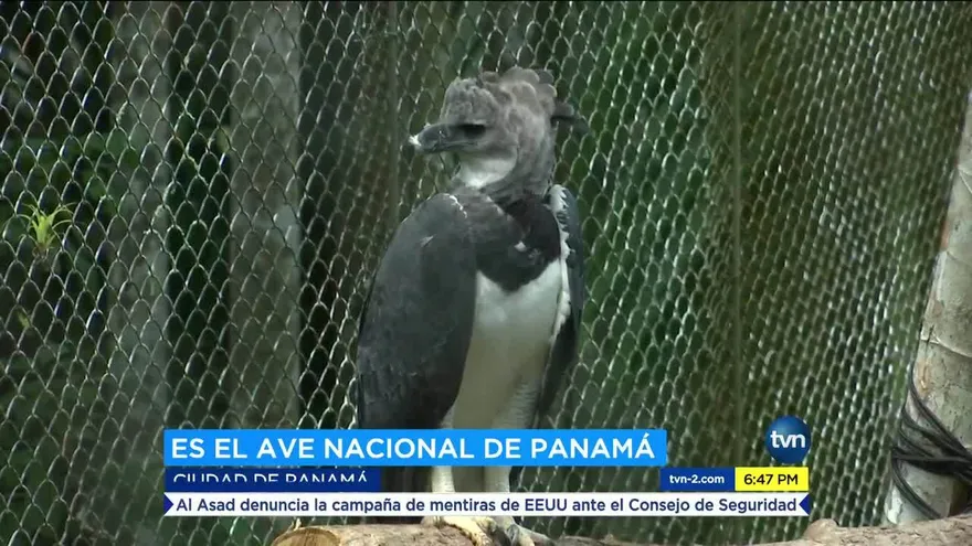 Festi Harpía, para promover la conservación del ave nacional