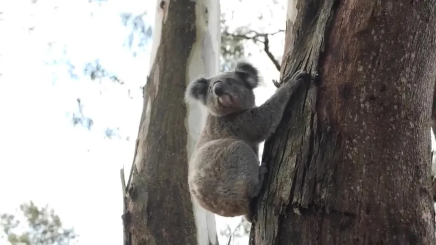 La tala de árboles puede acabar con los koalas del este de Australia en 2050