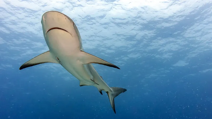 Una especie de tiburón