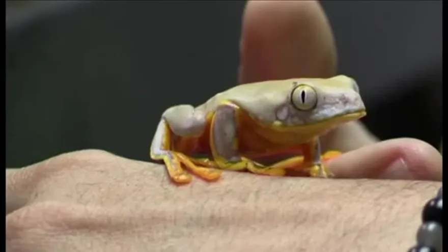 El sapo, una "botica ambulante"